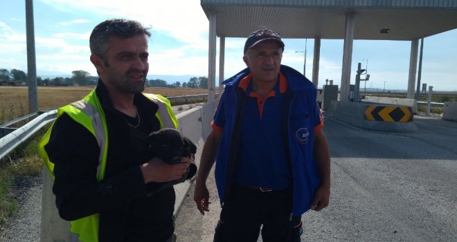 Beton Bariyerlere Sıkışan Yavru Köpekleri Afad Kurtardı