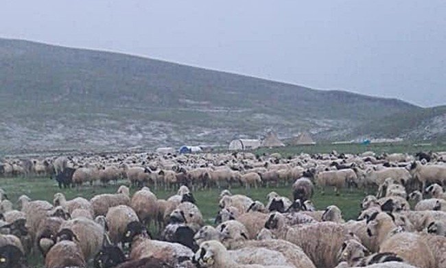 12 Saatlik Yağış Nedeniyle Çobanlar Yaylada Mahsur Kaldı