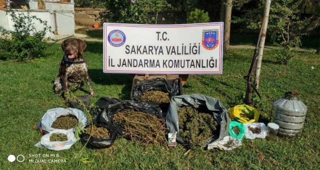 Sakarya Jandarması Uyuşturucuya Geçit Vermiyor