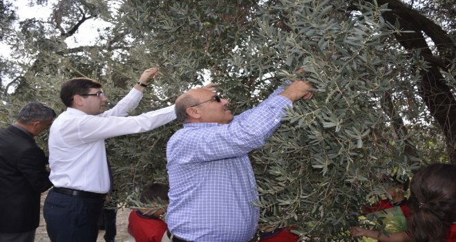 Seydikemerde Zeytin Hasat Şenliği