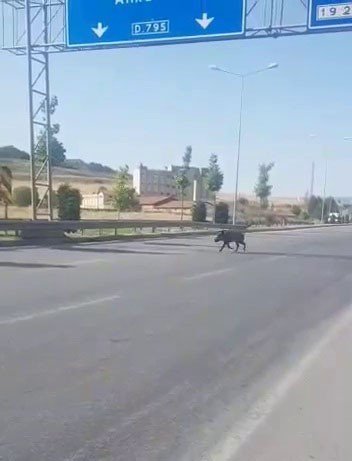 Şehre İnen Domuz, Sürücülere Zor Anlar Yaşattı