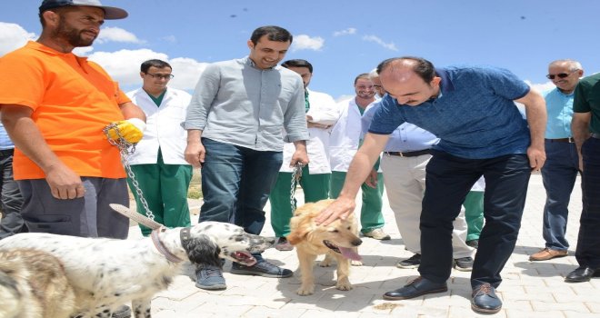 Konyada Sokak Hayvanları İçin “Bir Kap Yemek Bir Kap Su” Kampanyası