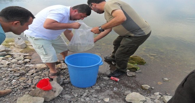 Balıkesirde 95 Bin Sazan Göletlere Bırakıldı