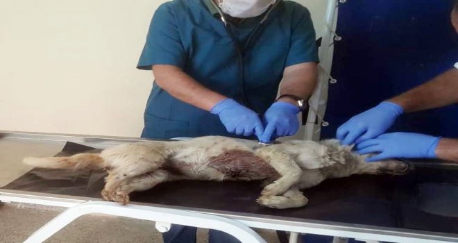 Valilikten Darp Edilen Köpekle İlgili Açıklama