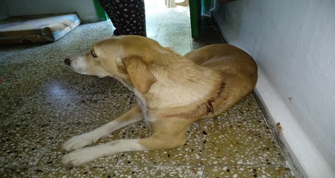 İşkence Gören Sokak Köpeğine Hayvan Severler Sahip Çıktı