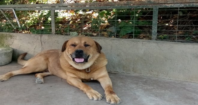 Adnan Oktarın Kedicikleri Gitti, Villanın Önündeki Köpek Kaldı