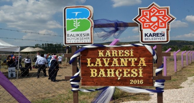 Kareside Lavanta Hasadı Yapıldı