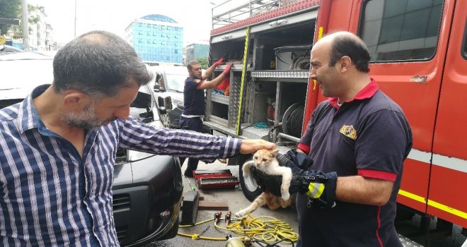 Araç Motoruna Sıkışan Yavru Kedi 3 Saatte Kurtarıldı