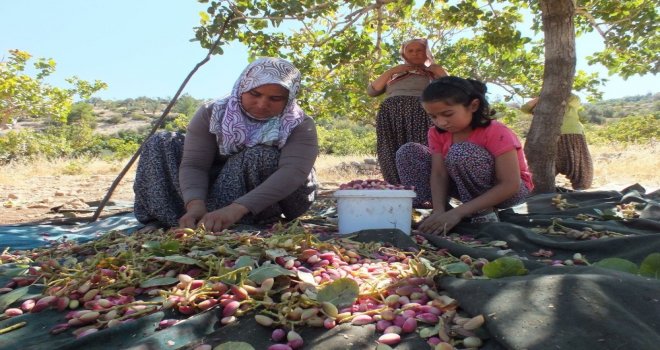 Karamanda Antep Fıstığı Hasadı Başladı