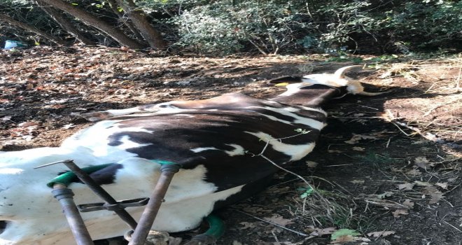 Bigada Uçurumdan Düşen İneği Vatandaşlar Kurtardı